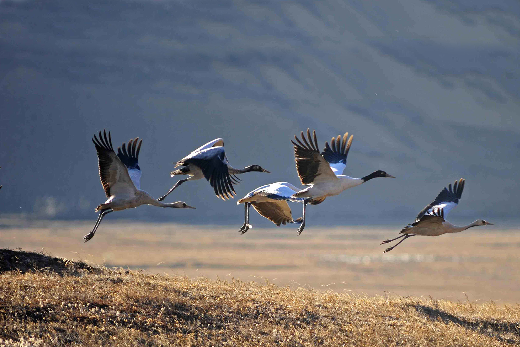 Black Necked Crane Centre